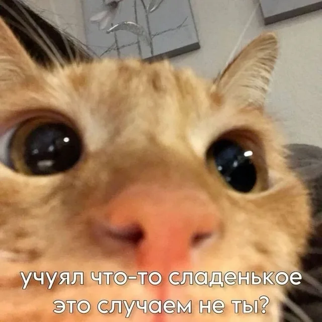 Комплимент от рыжего котика