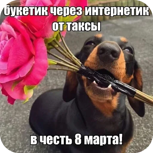 Такса сидит и держит в зубах букет цветов, глядя прямо в камеру.