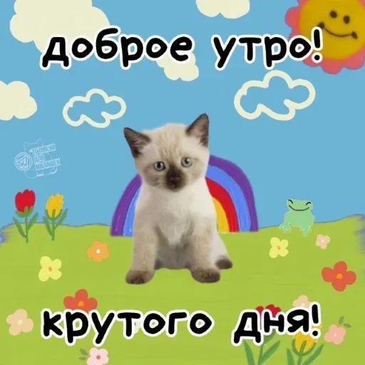 Статичное изображение, имитирующее открытку из мессенджеров. — Грогу, котенок