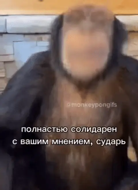 Обезьяна кивает: полностью солидарен с вашим мнением, сударь
