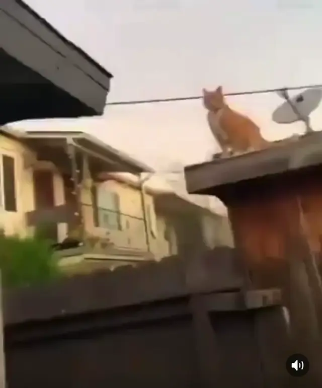 Видео начинается с кота на заборе, затем резкая склейка на кота в кровати, который лежит неподвижно и смотрит в одну точку. — рыжий кот