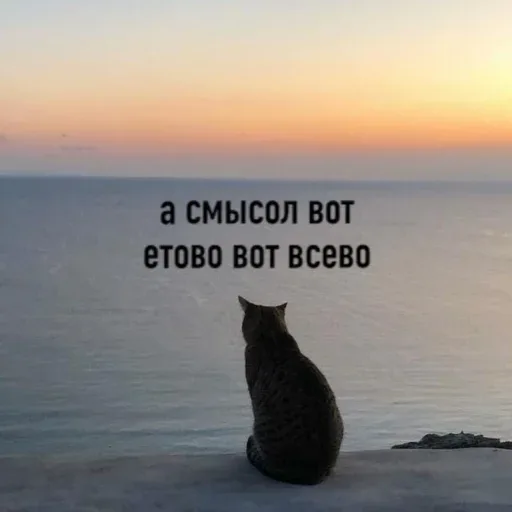 Статичное изображение кота, смотрящего вдаль. — кот