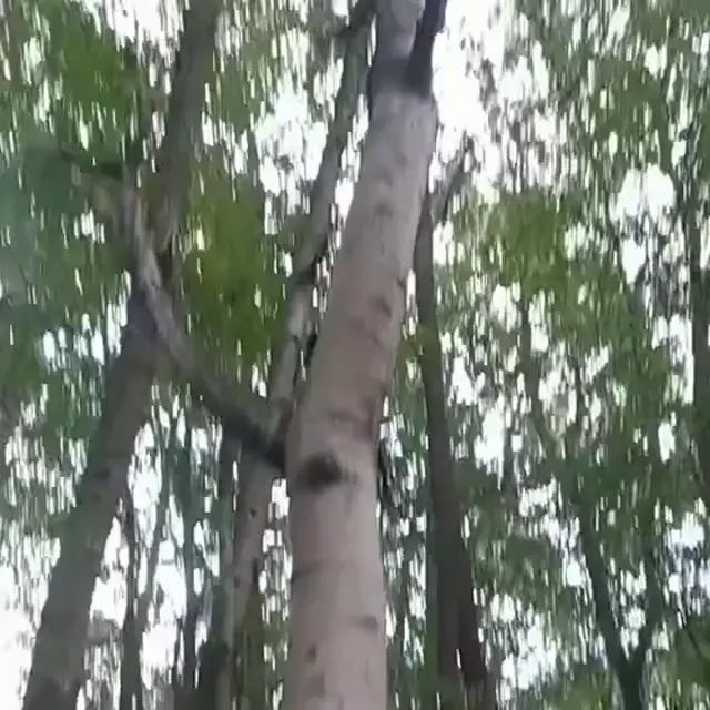 Когда услышал странный звук в лесу
