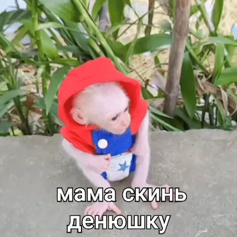 Маленькая обезьянка в костюме сидит на бордюре, смущенно опускает взгляд, перебирает лапками и снова смотрит вверх с большими глазами — обез