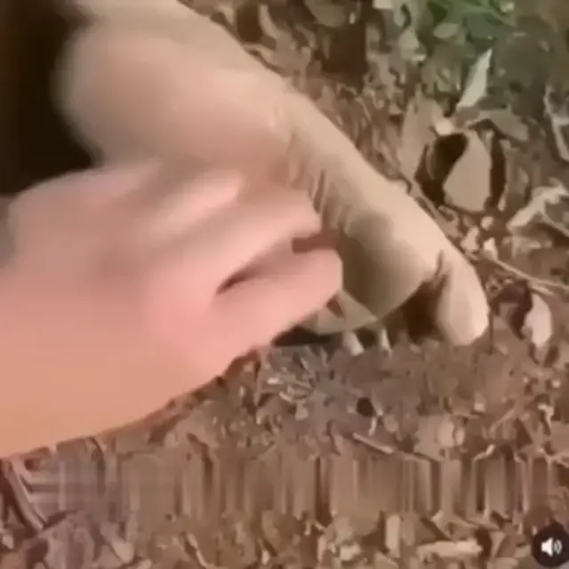 Кусь за ногу и XD