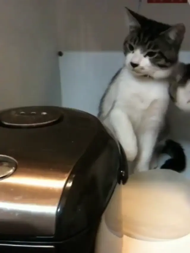 Кот бьет мультиварку