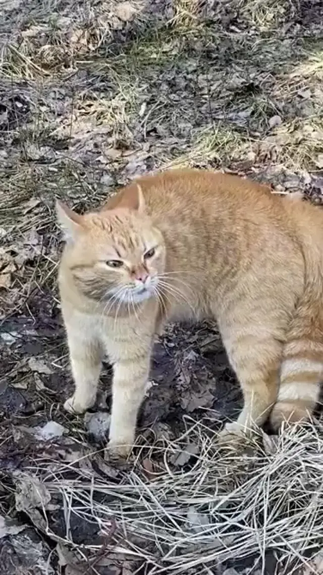 Мурчащий рыжий кот на улице