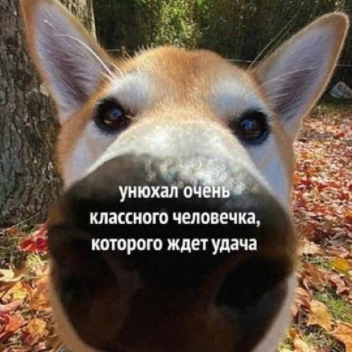 Унюхал классного человечка