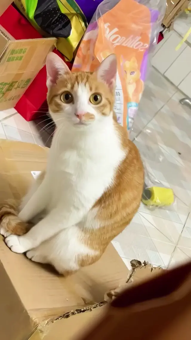 Мяукающий кот зевает