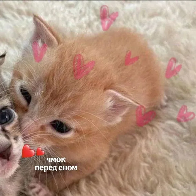 Чмок перед сном для любимых