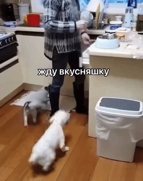 Жду вкусняшку