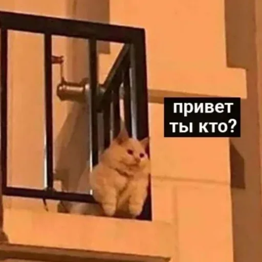 Кот неподвижно сидит на краю балкона, опираясь на ограждение. — рыжий пушистый кот