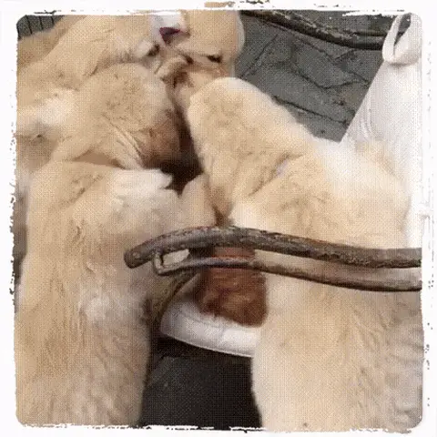 Щенки зацеловывают котенка