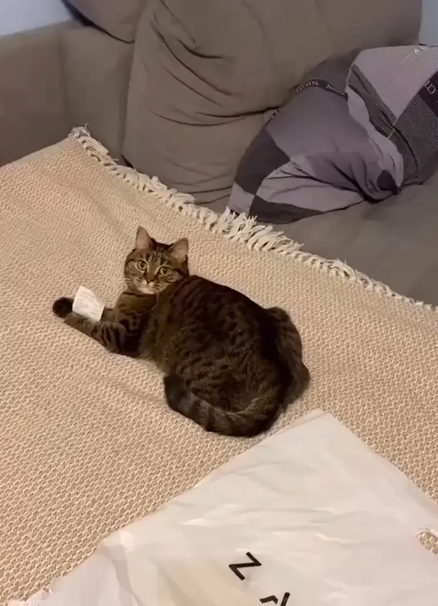 Кот сломался от бумажки