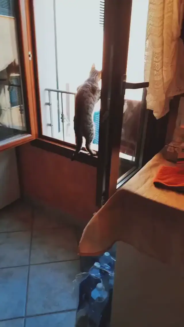 Кот слушает крики соседей с балкона