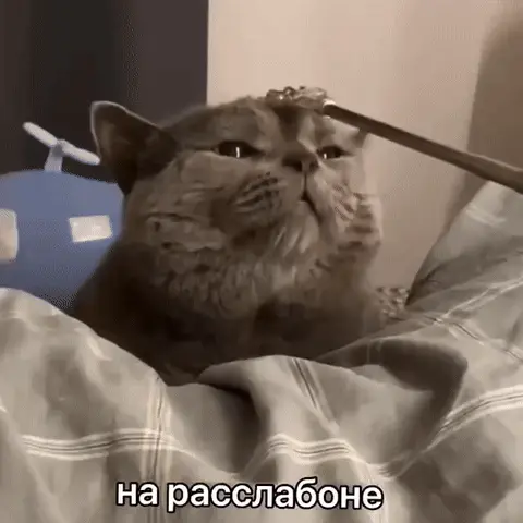 Кот на расслабоне