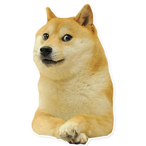 Doge оценивающе смотрит