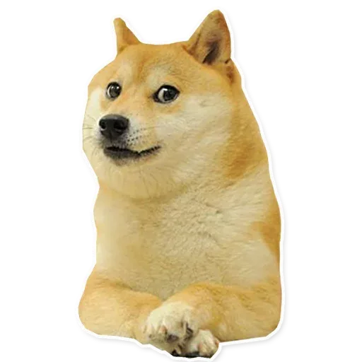 Собака смотрит в сторону, лапы сложены перед собой — Собака породы сиба-ину (Doge)